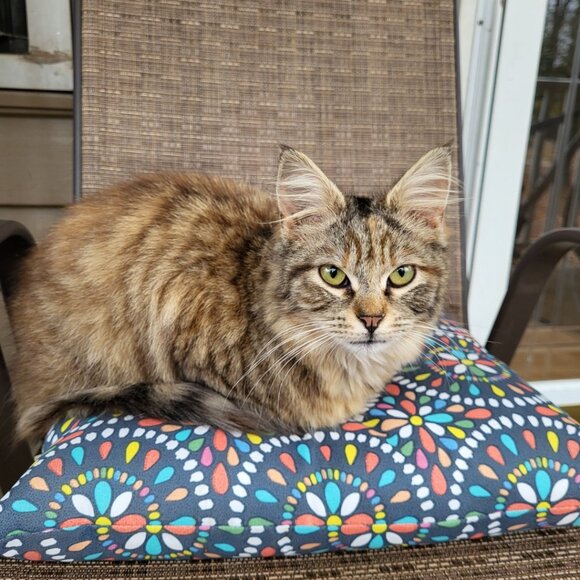 Meet your Posher, Clara - Picture 3 of 6